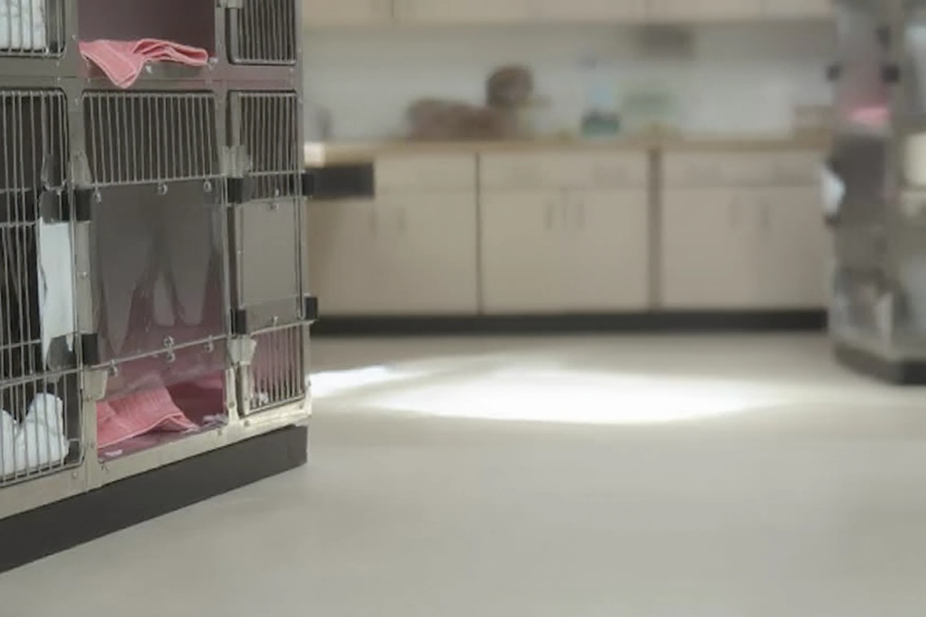 Kittie and Pittie Party: $5 adoptions for cats and pitbulls all June at Killeen Animal Services.